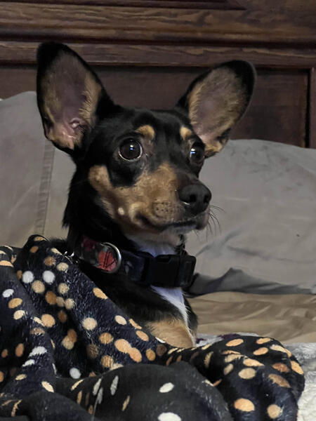 my dawg Drawn by @Kelpthegreat on X